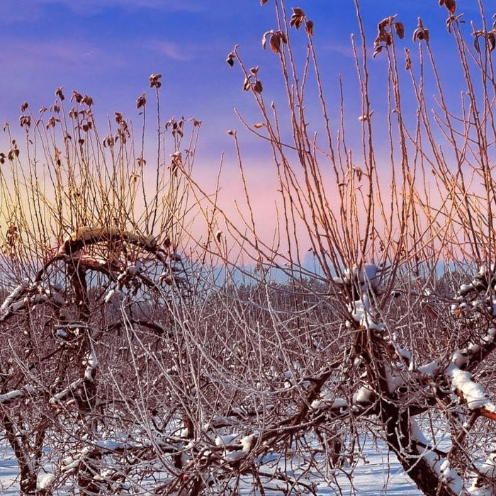 8 Ways to Work Your Mid-Winter Orchard - OrchardValleySupply.com