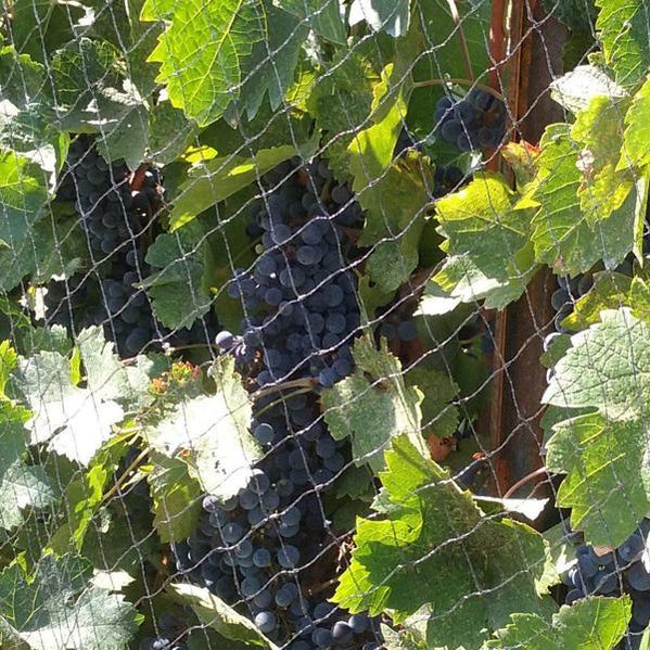 Shop for Home & Garden Supplies Online Orchard Valley Supply