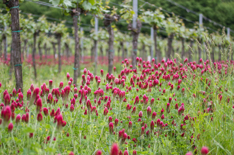 Orchard Valley Supply Crimson Clover Seed, 50 lb. bag