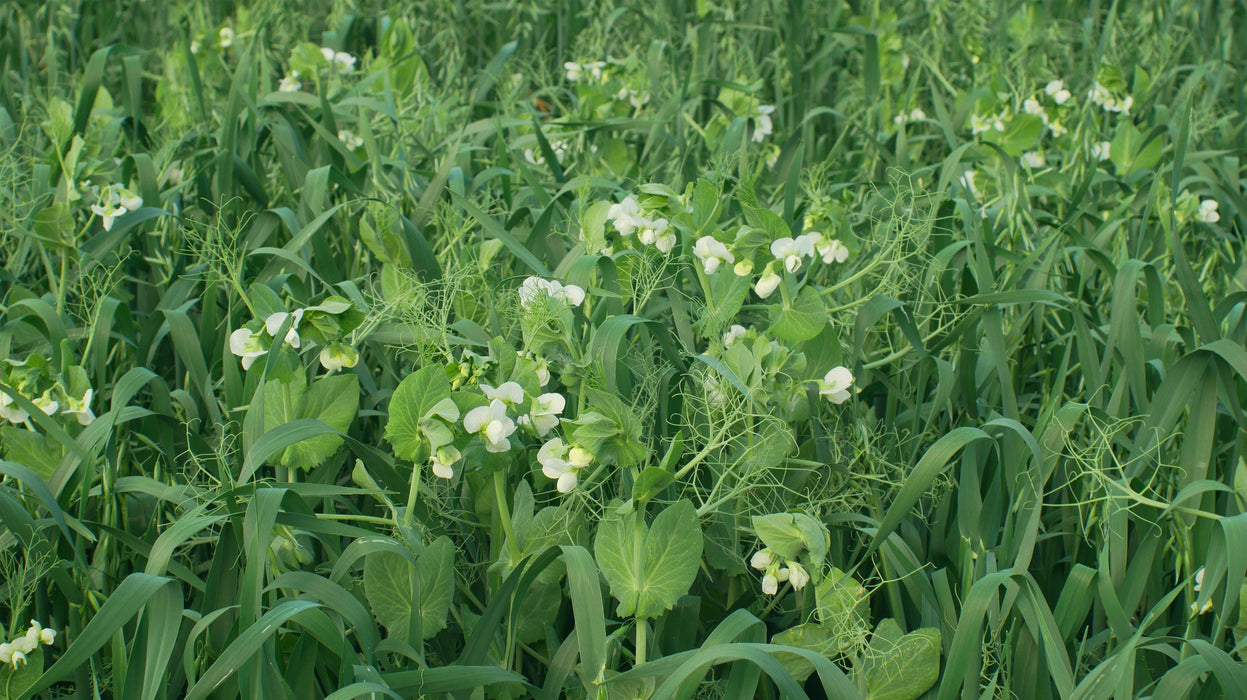 Bailey Seed Co. Inc Agronomy Economy Biomass Builder Cover Crop Seed, 50 lb. bag