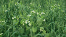 Bailey Seed Co. Inc Agronomy Economy Biomass Builder Cover Crop Seed, 50 lb. bag