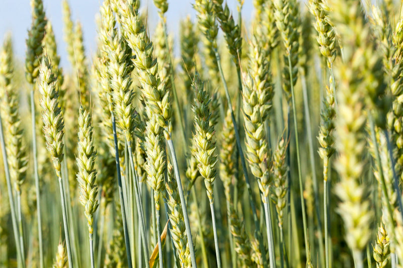 garden cover crop seeds Gardenway Cover Crop Seed, 50 lbs — OrchardValleySupply.com