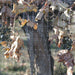 Orchard & Vineyard Supply Bird Netting Bird Netting - Welded/Extruded