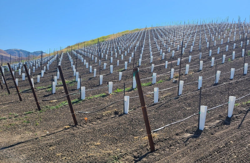 plastic plant protector sleeves Vine Protectors-Protective Sleeve — OrchardValleySupply.com