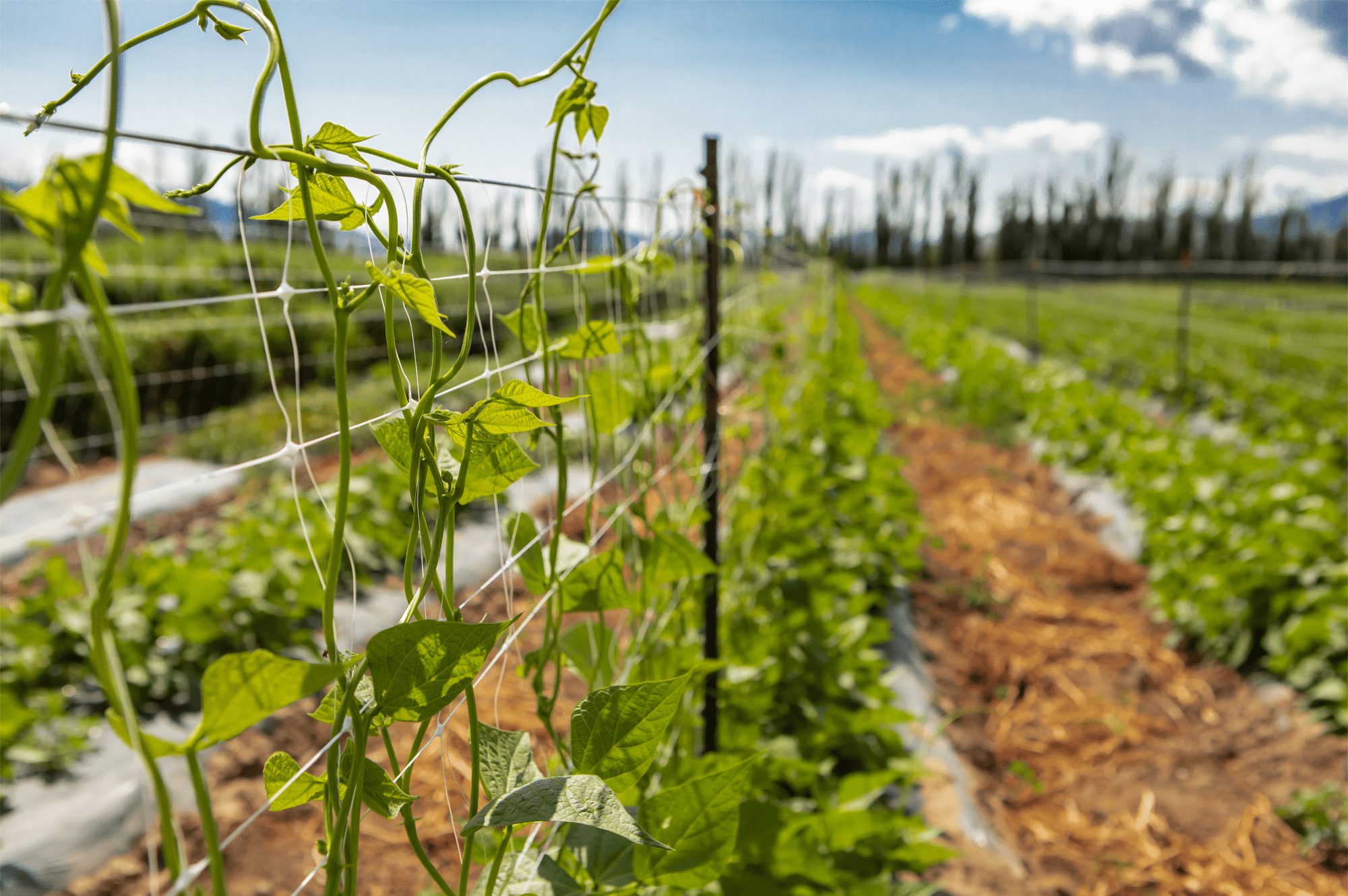 trellis net for vegetable and hemp growing