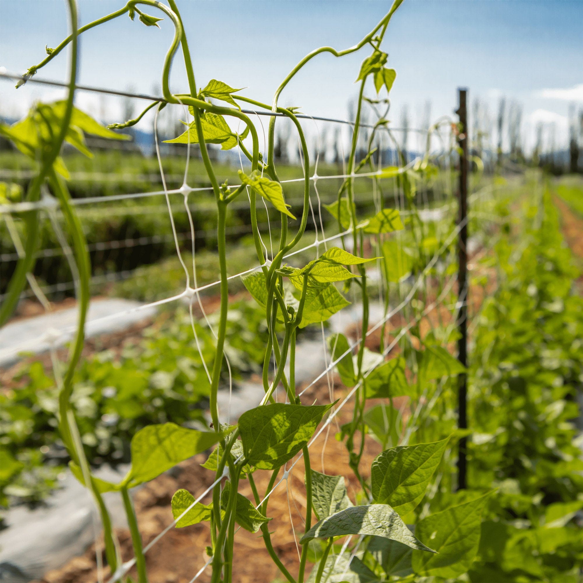 Orchard Valley Supply Trellis Netting - Thumbnail 2