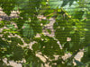 Fujian Shihua Bee Netting Black / 42" x 700' Bee Netting - Side/Zone Netting