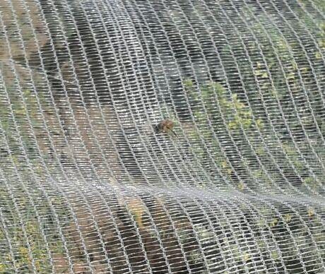 Bee Netting —