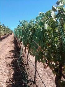 Orchard Valley Supply Bird Netting - Knitted/Woven 17' x 2500' - Green