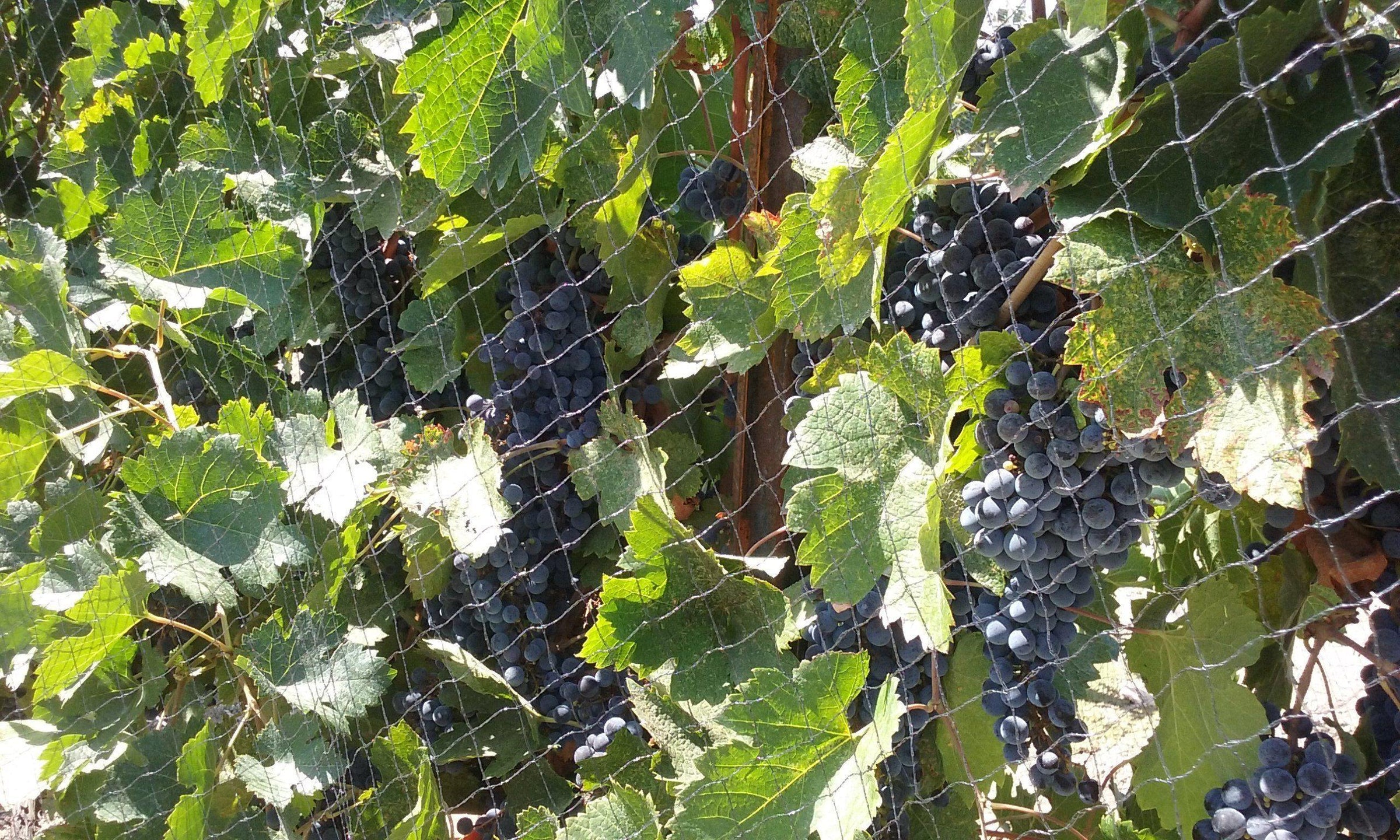 Netting Wool Bird Netting - Knitted/Woven — OrchardValleySupply.com