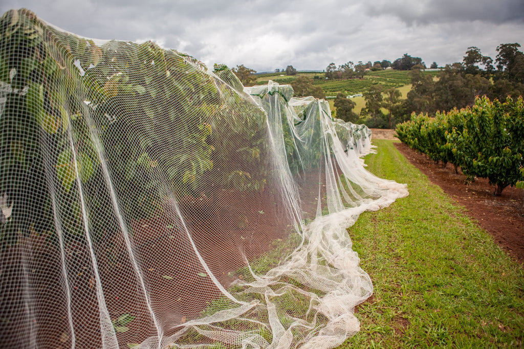 Row Bird netting vineyard blueberry crops