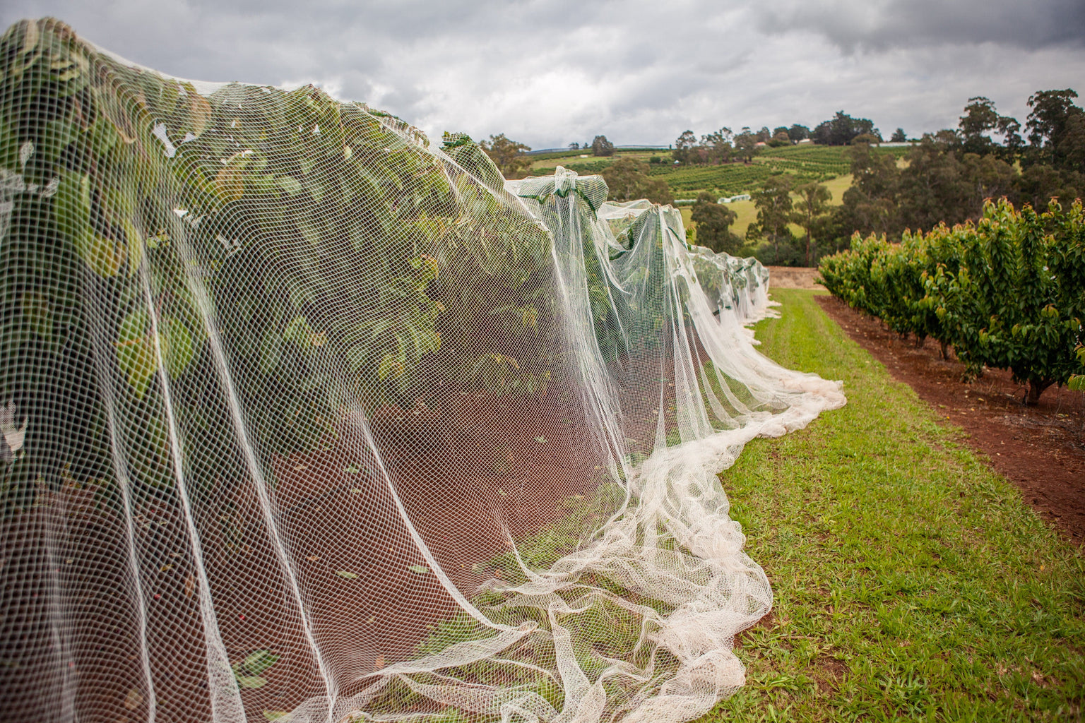 Netting Insect Control Field Bird Netting and Wildlife Control — OrchardValleySupply.com