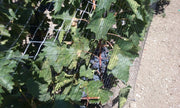 Orchard Valley Supply Bird Netting - Knitted/Woven