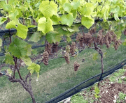 Orchard Valley Supply Zone Bird Netting, 39" x 3280' Black Knitted