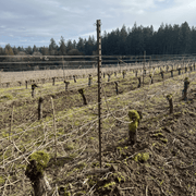 Orchard Valley Supply JR Clip for T Posts