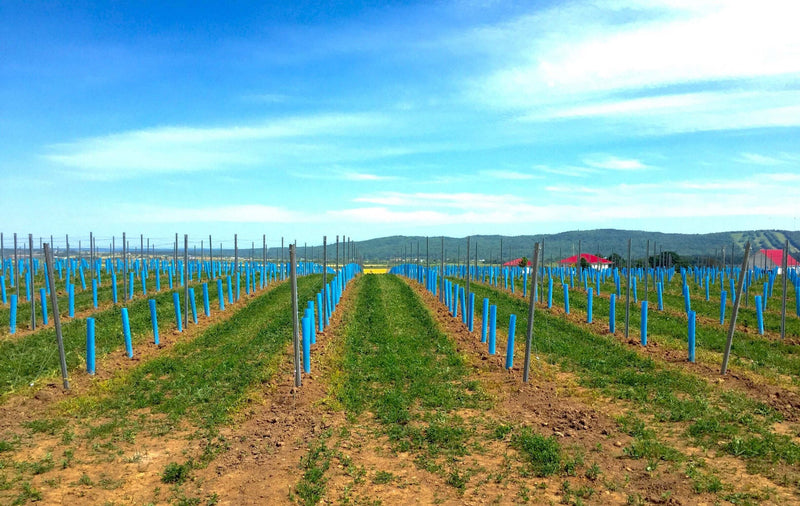 Orchard Valley Supply Blue-X Grow Tubes