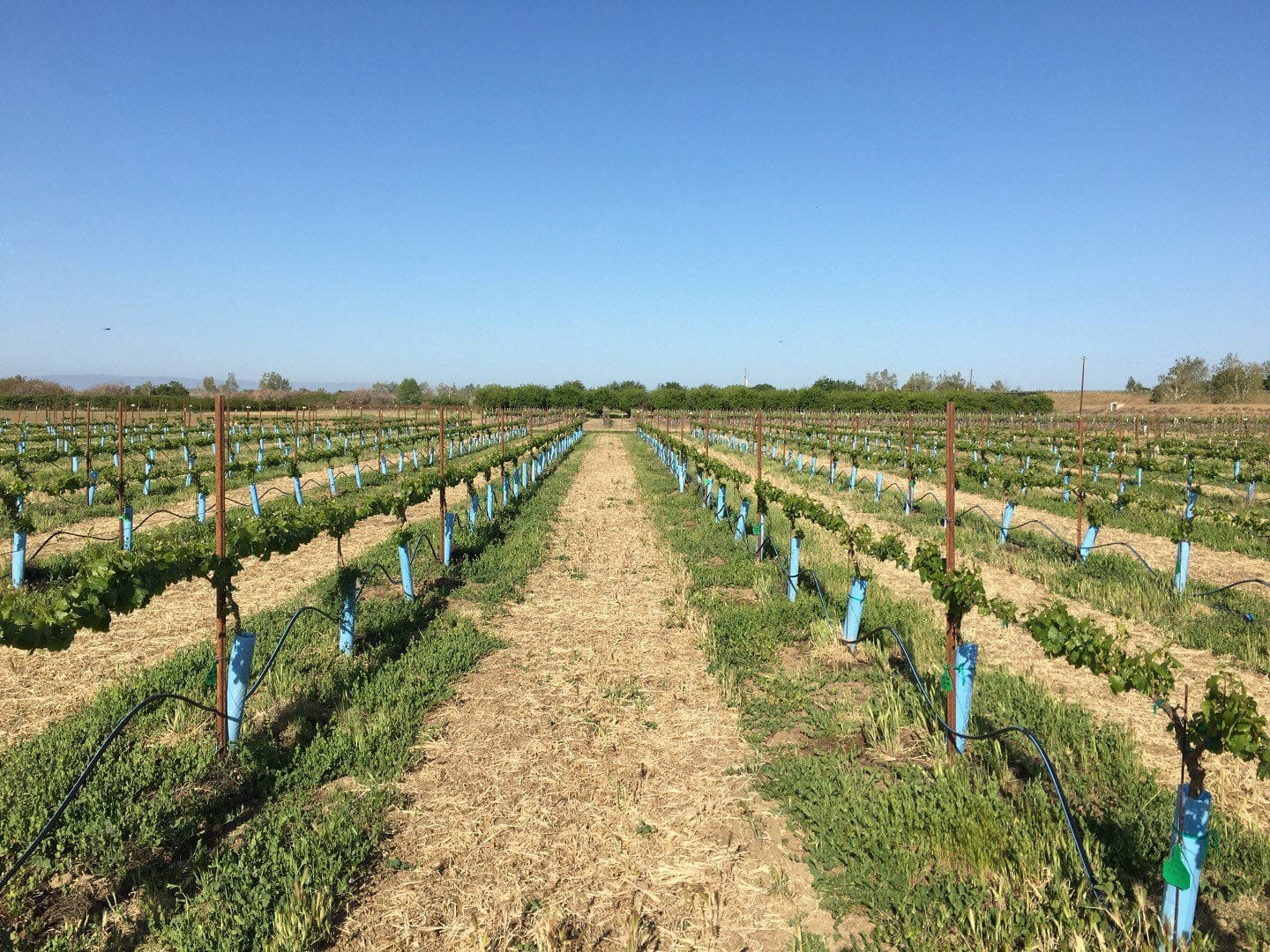 【セット販売】GRAPEVINE シングル他 Blue-X Grow Tubes — OrchardValleySupply.com
