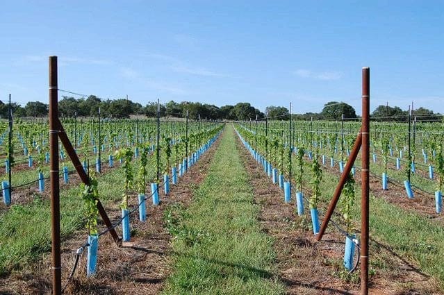 Orchard Valley Supply Blue-X Grow Tubes