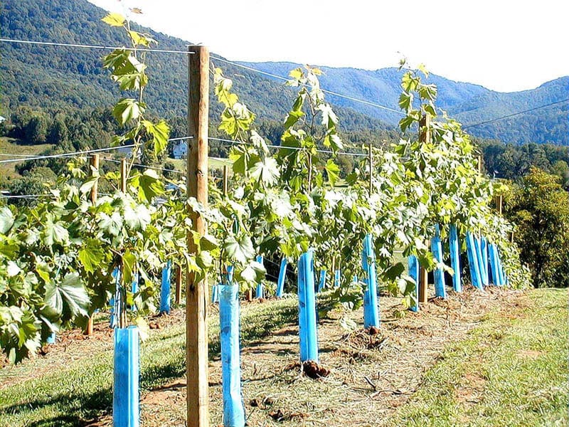 Orchard Valley Supply Blue-X Grow Tubes