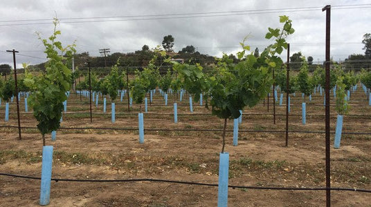 Tubi Protettivi Per Alberi Blue-X Grow Tubes 24 Pollici - Confezione Da 100 Pezzi - Foto 3