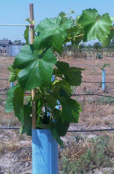 Orchard Valley Supply Blue-X Grow Tubes