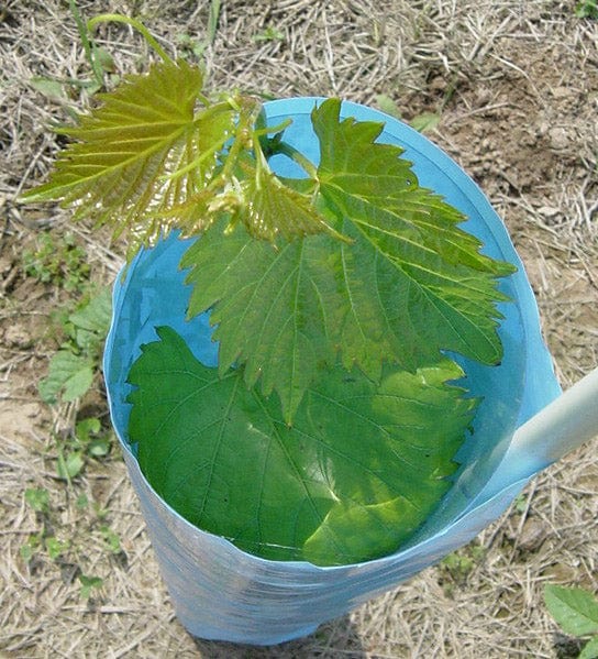 Orchard Valley Supply Blue-X Grow Tubes