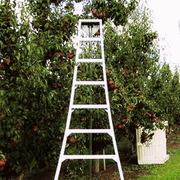 Orchard Valley Supply Tallman Aluminum Tripod Orchard Ladder
