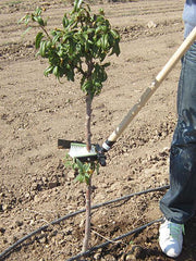 Orchard Valley Supply Manual Shoot Remover