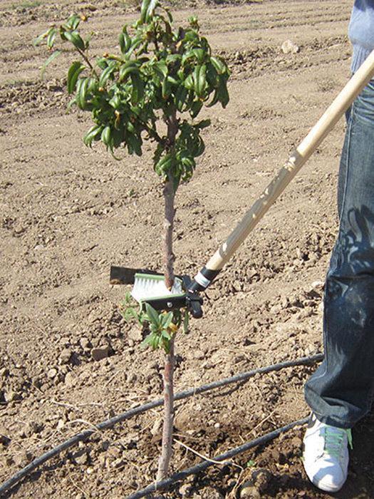 Orchard Valley Supply Manual Shoot Remover