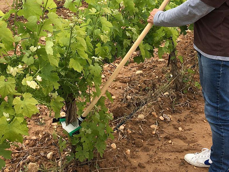 Orchard Valley Supply Manual Shoot Remover