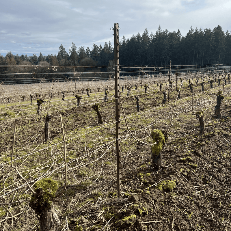 Orchard Valley Supply T-Posts - No Paint, No Spade