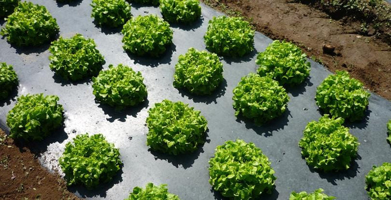 Orchard Valley Supply Plastic Mulch Film, Black, 1 mil