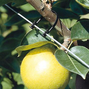 Orchard Valley Supply Klipon Vine & Tree Clips