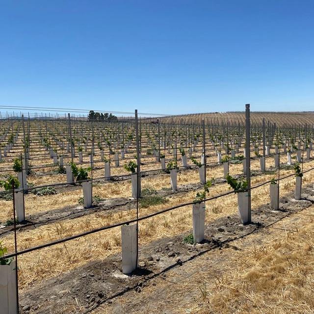 Orchard Posts Trellis Posts — OrchardValleySupply.com