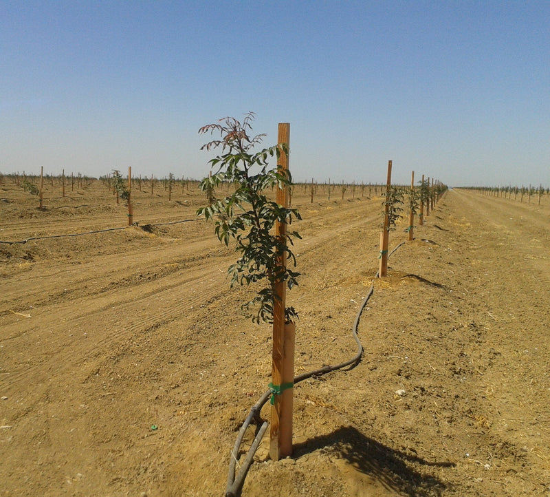 Orchard Valley Supply Grow Tubes