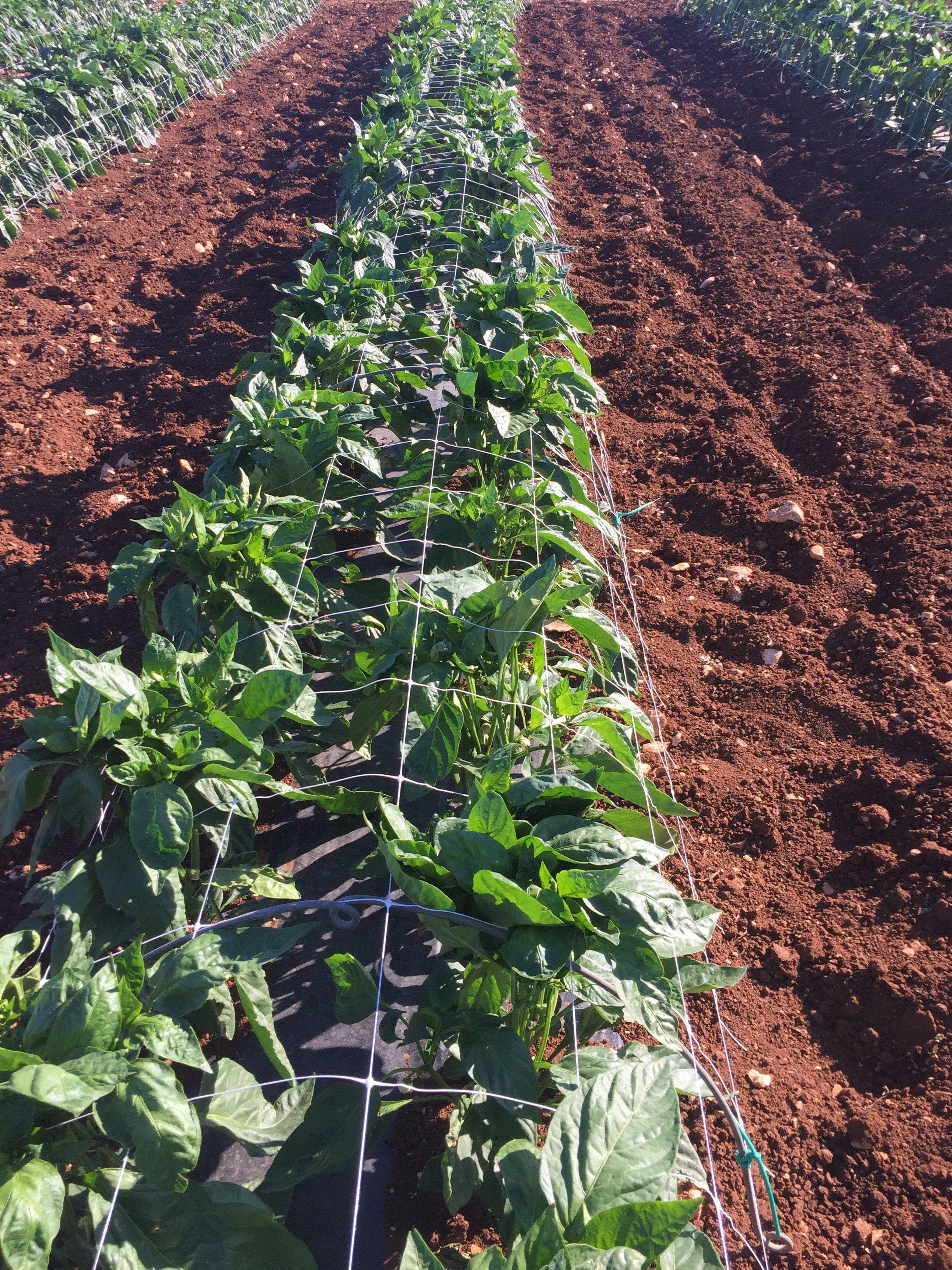 Orchard Valley Supply Trellis Netting - Thumbnail 3